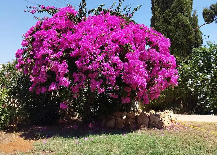 Dom wakacyjny Grandma's House *