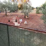 Grandma's House